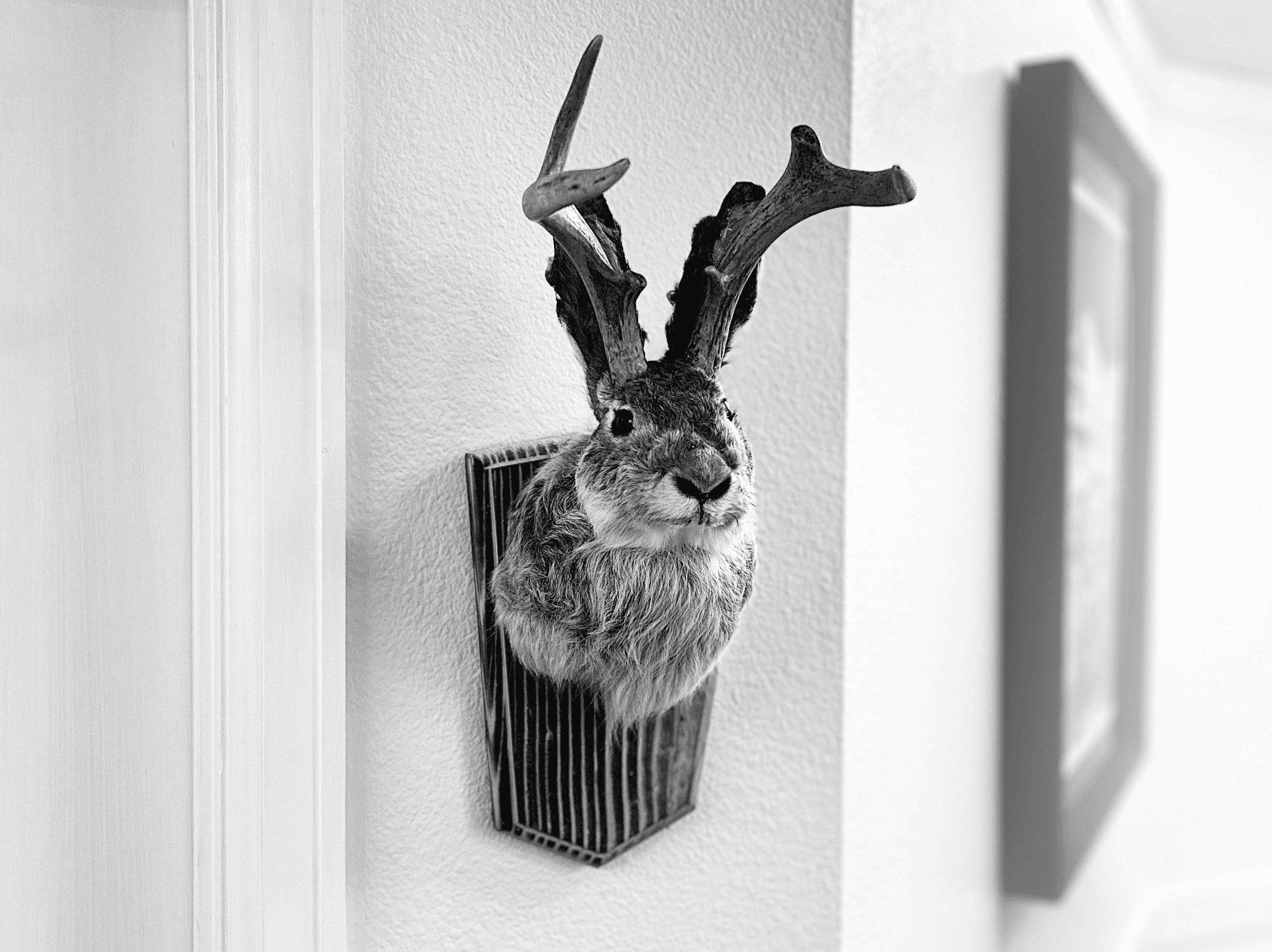 A taxidermied jackalope bust hanging in an office